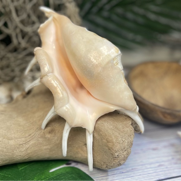 XL Spider CONCH SEASHELL Collector Display Shell nautical Decor beach coastal - Picture 2 of 16